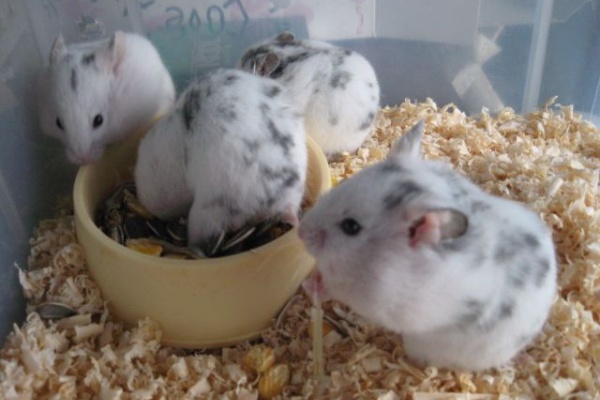 ハムケツ Com ダルメシアンハムスター ハムケツ Com ダルメシアンハムスター
