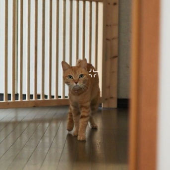 痺れを切らした猫