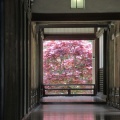 花の寺　長谷寺へ3