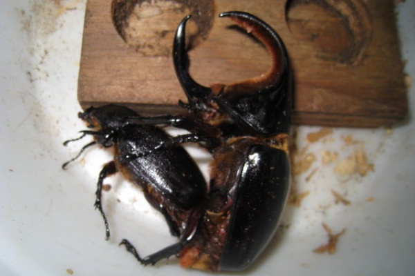 サタンオオカブト！大型！標本！ （カブトムシ違法取引で日本人