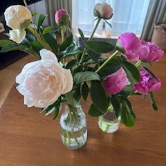 芍薬だらけ。