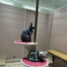 今日のにゃんこ