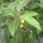 まるかつ観察日記『何の実？』