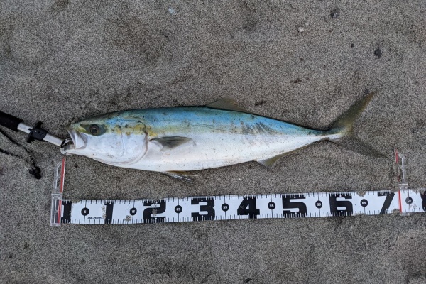 遠州灘 西の遠州灘で釣りするブログ
