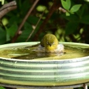 メジロ（目白） by Z50