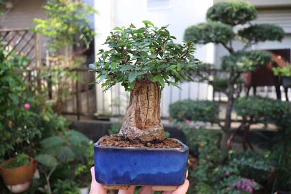 美しい盆栽 傘状の樹冠 BLINDBOX QUE SERAシリーズ MODERN ANCIENTS ART BONSAI