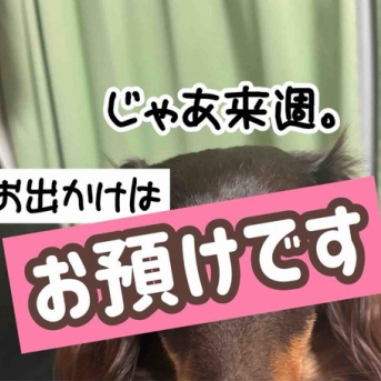 お出かけ日和だけど…。