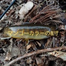 毎年恒例になった長野須坂テンカラ釣りだス