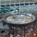 今日はシジュウカラ