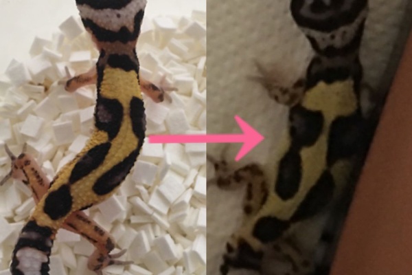 ウチのヒョウモンさん ヒョウモントカゲモドキ