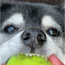 「お散歩から帰ってきたら、お父さんがマグロを買って帰ってきたのよww」