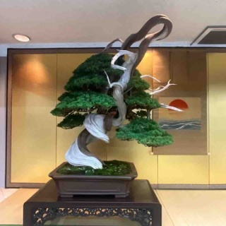 雨竹 盆栽 水石 便り