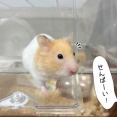 今日のプリンとうさぎのルリ(7/28追記)