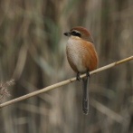 2025年11月18日の野鳥公園