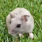 『新しい小動物の紹介です🐹』の画像