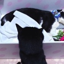 【言葉をかけるように】お別れの挨拶 No.4　～クロさん 編＿黒猫な日常：クロネコ「黒龍」