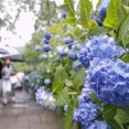 梅雨空彩る古都のアジサイ　見頃を迎えたアジサイ