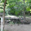 城山公園のキツネノカミソリ