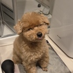 トイプーポッチャマ
