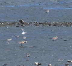 2025年8月26日の野鳥公園