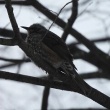 今日の野鳥　ヒヨドリ・コゲラ・コガラ？　鶴ヶ城公園