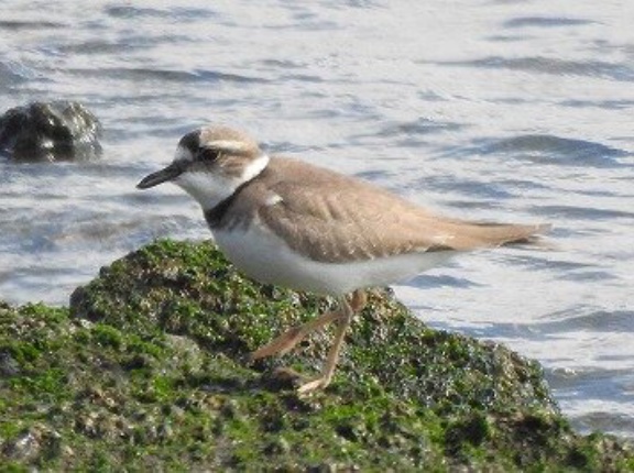 2026年2月18日の野鳥公園