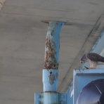シニアの鳥撮り・素人日記