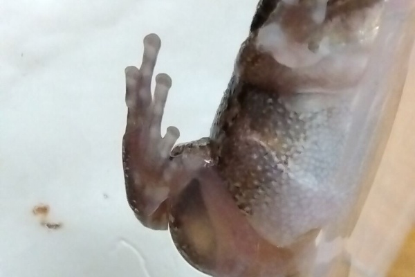 やもりん様 やもりんいもりん