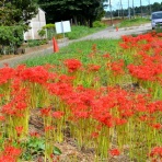 千葉市郊外　緑と花と自然に囲まれて