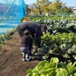 東京  町田  井上農園のブログ