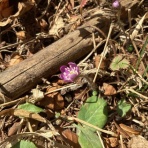 かえるのひとりごと