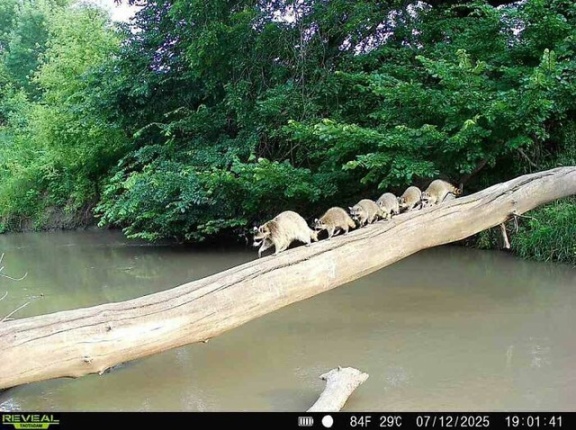 外国人「無人カメラが捉えた素の動物の様子を集めてみたwwww」