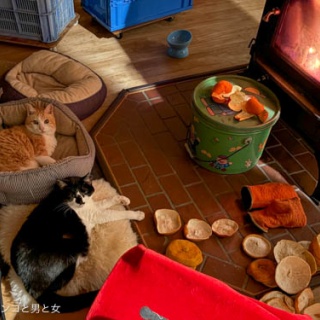 馬とニャンコと男と女