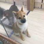 滋賀県彦根市　ワンラブ　カインズ彦根店　ブログ