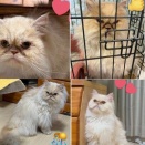 20260308譲渡会のお知らせ