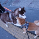 ガン太に悪いことをした