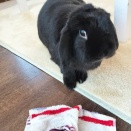 正月とて、それだけで充分。