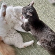 日向ぼっこからじゃれ合いへ。どちらが勝った？