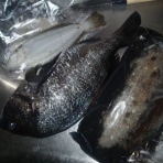 鮎・渓流いろいろ釣行記 Ⅱ