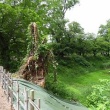 かみさんと散歩　鶴ヶ城公園