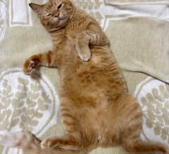 猫が慢性腎臓病ステージ3と言われたのに数値が正常に戻った話【後編】