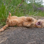 画像フォルダは猫ばかり