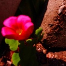 2026　2026　岡山県　岡山市の自宅の空　🌸花