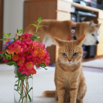 with フリージア♪