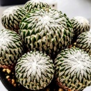 JSS・サボテン・多肉植物展へ②(2025年10月16日)