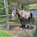 『ブラッシング』の画像