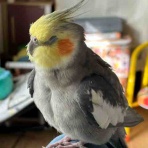 まったり覚書。with オカメインコ