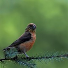 『投稿：BORG107FLによる野鳥～イスカ・アオバト・アマツバメ　2023/09/24』の画像