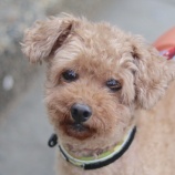 『【里親募集中】トイプードルのアプリちゃん』の画像