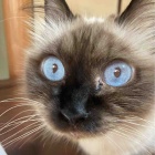 【猫日記】猫同士の毛繕いの注意